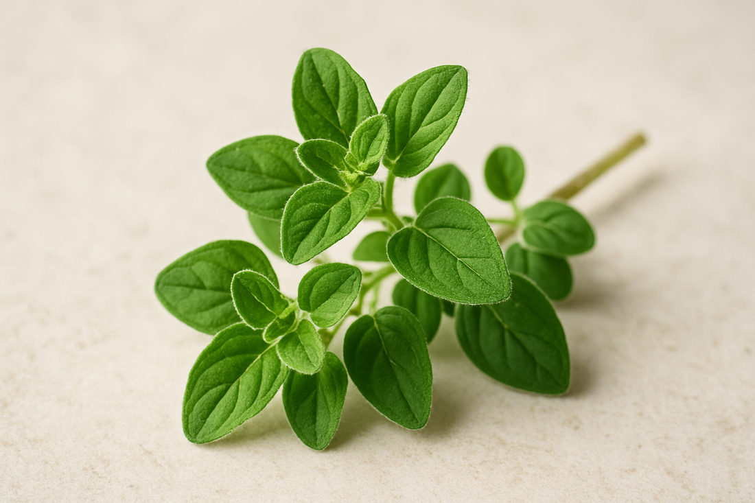 Herb of the Month is Oregano